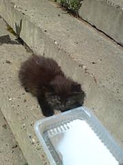 click for enlarge 1536 X 2048 622.5 Kb picture