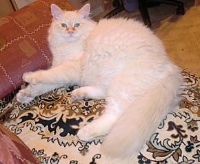 click for enlarge 635 X 524 101.1 Kb picture