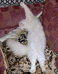 click for enlarge 450 X 575 100.1 Kb picture