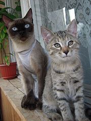 click for enlarge 1920 X 2560 584.9 Kb picture