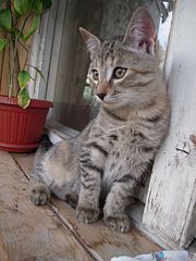 click for enlarge 1920 X 2560 638.4 Kb picture