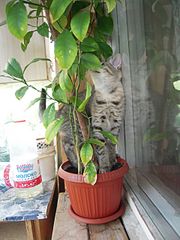 click for enlarge 1920 X 2560 580.7 Kb picture