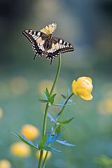 click for enlarge 534 X 800 134.1 Kb picture
