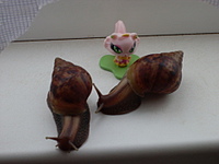 click for enlarge 1920 X 1440 761.4 Kb picture