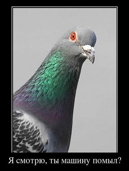 click for enlarge 458 X 604  32.8 Kb picture