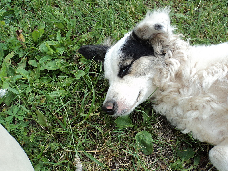 click for enlarge 1920 X 1440 447.7 Kb picture