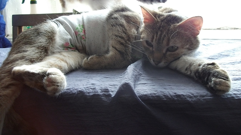 click for enlarge 1920 X 1080 886.2 Kb picture