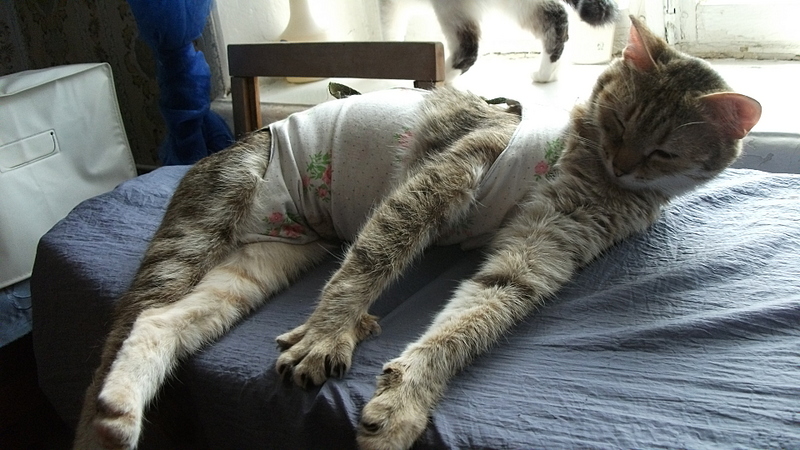 click for enlarge 1920 X 1080 938.5 Kb picture