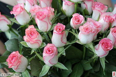 click for enlarge 500 X 333 37.7 Kb picture
