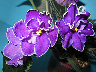 click for enlarge 700 X 526 397.8 Kb picture
