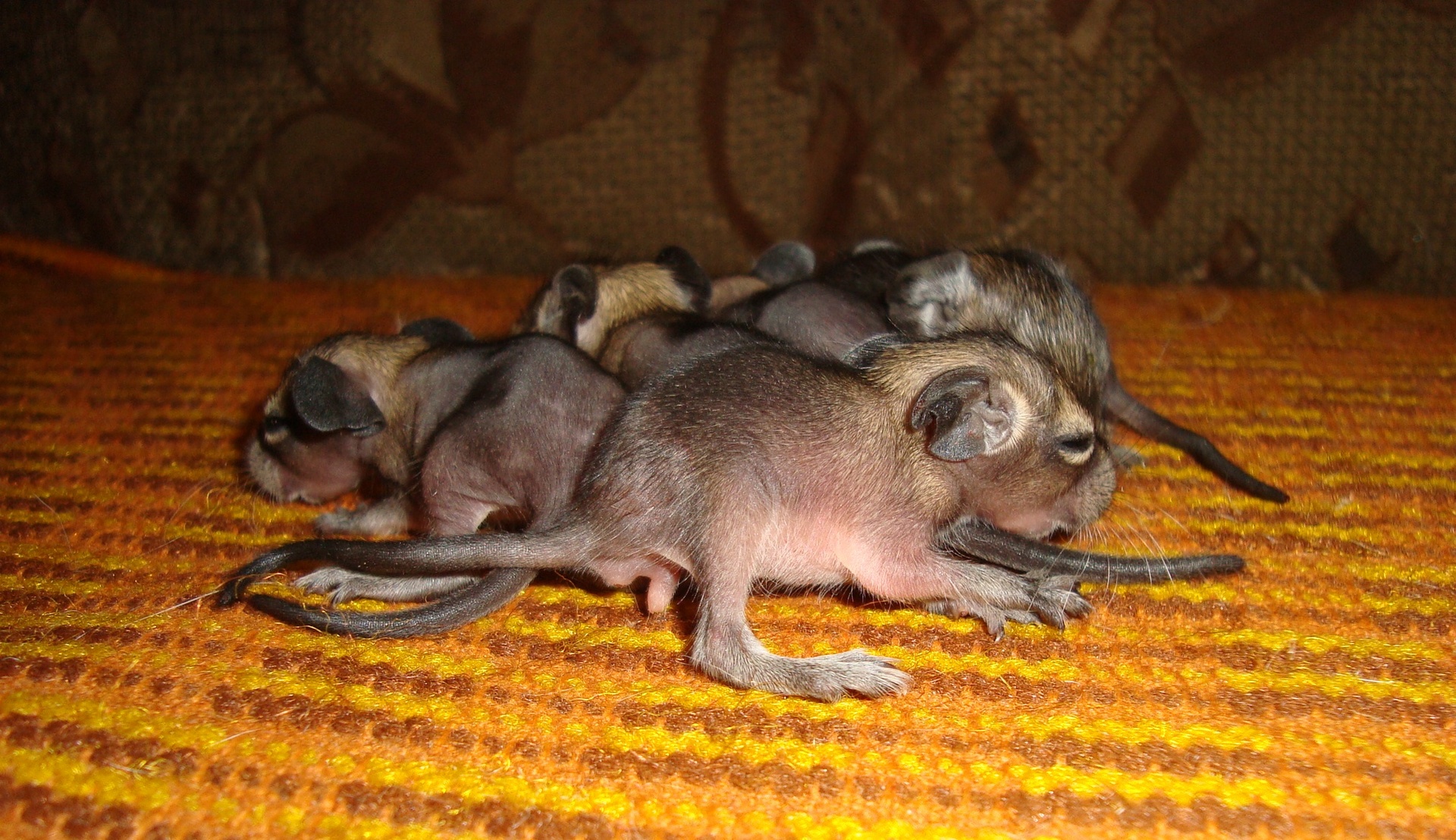 Щенки шиншиллы
