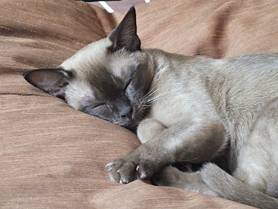 click for enlarge 800 X 600 134.3 Kb picture