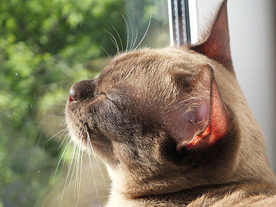 click for enlarge 800 X 600 139.4 Kb picture