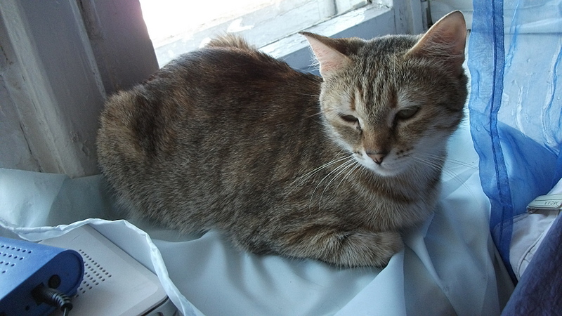 click for enlarge 1920 X 1080 884.4 Kb picture