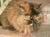 click for enlarge 1920 X 1440 712.7 Kb picture