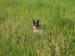 click for enlarge 1920 X 1440 965.6 Kb picture