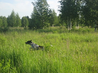 click for enlarge 1920 X 1440 676.8 Kb picture