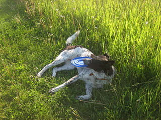 click for enlarge 1920 X 1440 536.3 Kb picture