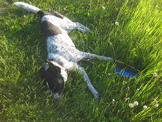 click for enlarge 1920 X 1440 515.6 Kb picture