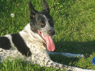 click for enlarge 1920 X 1440 642.8 Kb picture