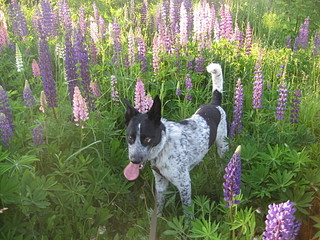 click for enlarge 1920 X 1440 877.7 Kb picture