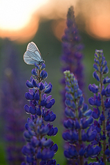 click for enlarge 533 X 800 320.3 Kb picture