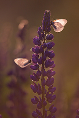click for enlarge 533 X 800 292.9 Kb picture
