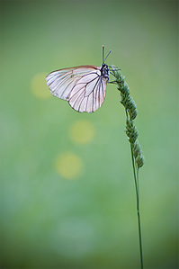 click for enlarge 531 X 800 75.3 Kb picture