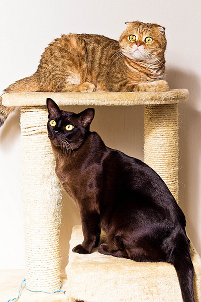 click for enlarge 1920 X 2880 820.7 Kb picture