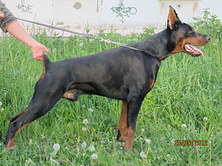 click for enlarge 800 X 600 186.8 Kb picture