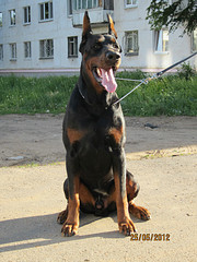 click for enlarge 600 X 800 160.2 Kb picture