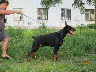 click for enlarge 800 X 600 203.2 Kb picture