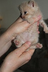 click for enlarge 402 X 604 34.1 Kb picture