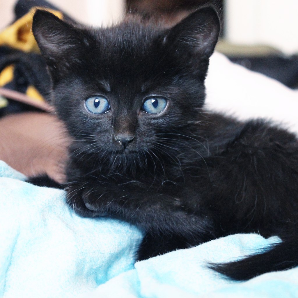 Абсолютно чёрный котёнок с голубыми глазами