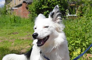 click for enlarge 604 X 400 65.0 Kb picture