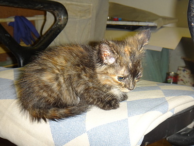 click for enlarge 1920 X 1440 707.0 Kb picture