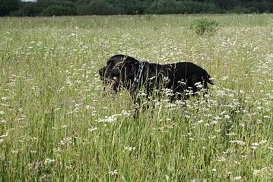 click for enlarge 448 X 299  41.8 Kb picture