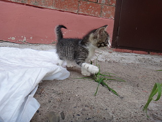 click for enlarge 1920 X 1440 688.3 Kb picture