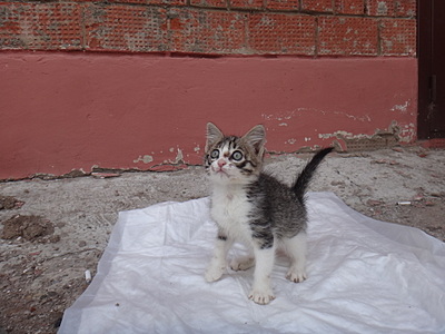 click for enlarge 1920 X 1440 615.6 Kb picture