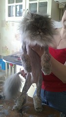 click for enlarge 1836 X 3264 623.1 Kb picture