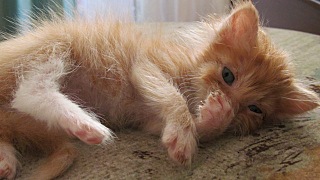 click for enlarge 640 X 360 68.8 Kb picture