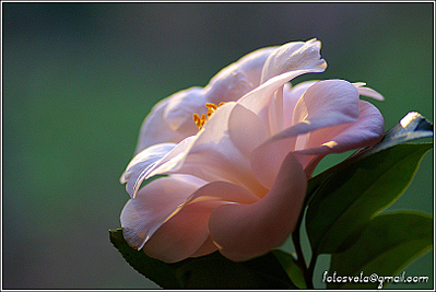click for enlarge 810 X 542 263.0 Kb picture