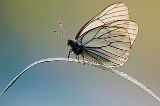 click for enlarge 960 X 640 105.9 Kb picture