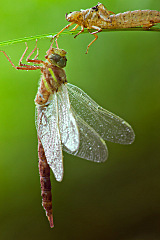 click for enlarge 640 X 960 129.0 Kb picture