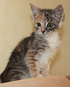 click for enlarge 768 X 961 293.8 Kb picture