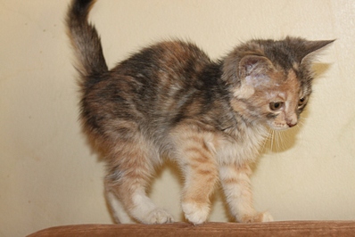 click for enlarge 1024 X 683 229.3 Kb picture