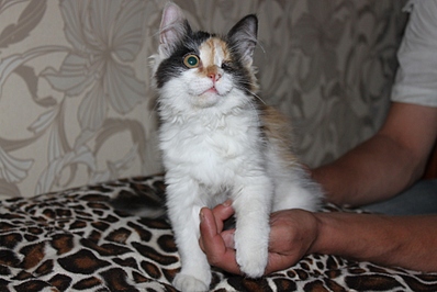 click for enlarge 1024 X 683 242.2 Kb picture