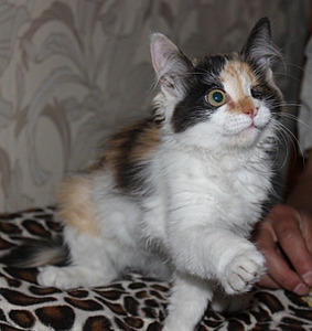 click for enlarge 646 X 683 167.2 Kb picture