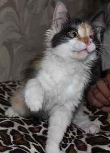 click for enlarge 740 X 1024 310.9 Kb picture