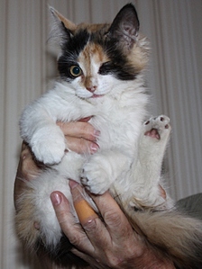 click for enlarge 512 X 683 143.8 Kb picture